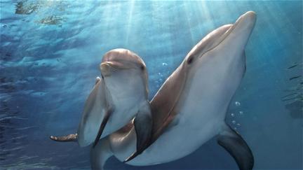 Dolphin Tale 2 poster