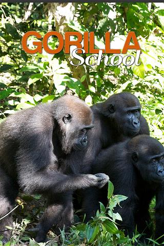 A lezione dai gorilla poster