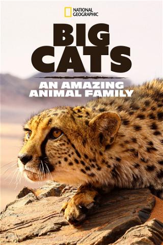 Raubkatzen – Eine faszinierende Tierfamilie poster