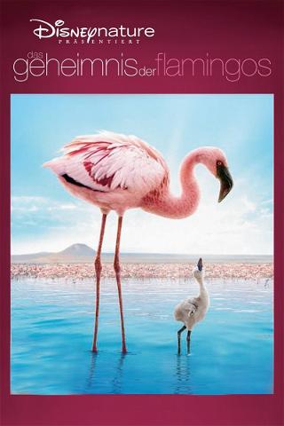 Das Geheimnis der Flamingos poster