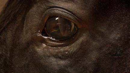 Orphan Horse poster