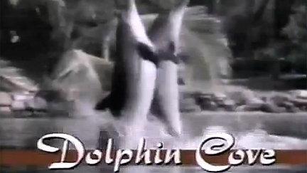 Dolphin Cove poster