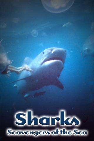 Sharks: Scavengers of the Sea poster