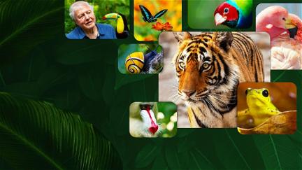 Naturens färger med David Attenborough poster