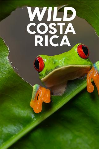Villi Costa Rica poster