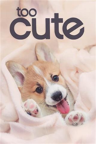Too Cute! poster