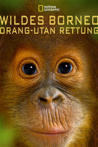 Wildes Borneo: Orang-Utan Rettung poster