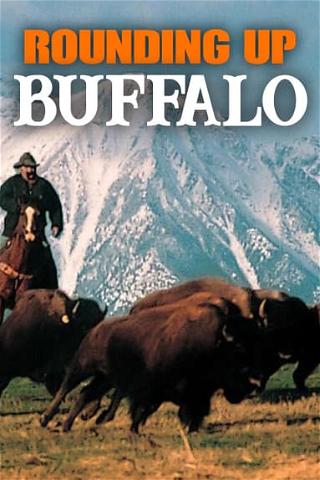 Rounding Up Buffalo poster