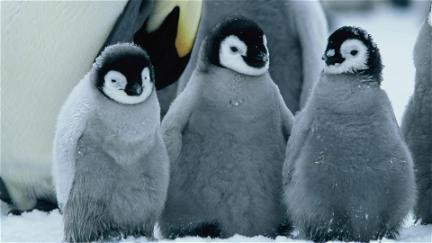 Pingvinenes marsj poster