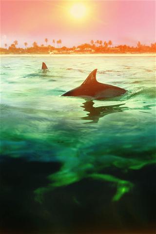 Sharks vs. Dolphins: Bahamas Battleground poster