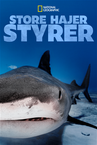 Store hajer styrer poster