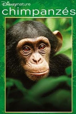 Chimpanzes poster