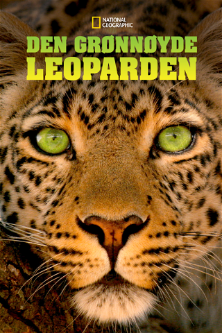 Den grønnøyde leoparden poster