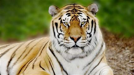 Tigerland : le dernier espoir du tigre poster