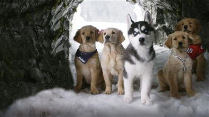 Snow Buddies: Cachorros en la nieve poster