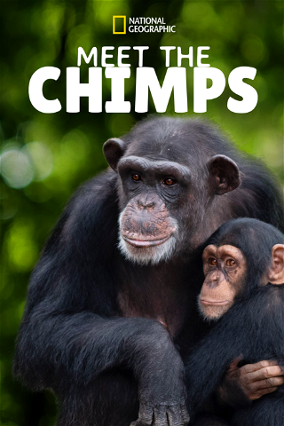 Meet the Chimps poster