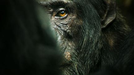 Chimpansernes rige poster