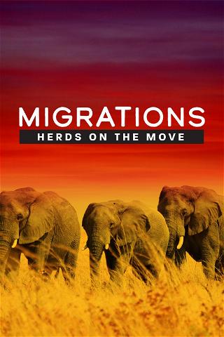 Migrationer: Flokke på farten poster