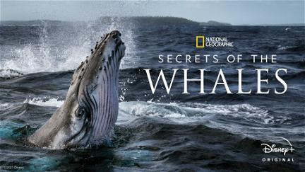 Hvalernes hemmeligheder poster