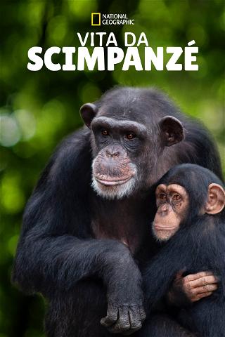 Vita da scimpanzé poster