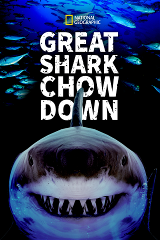 Great Shark Chow Down poster