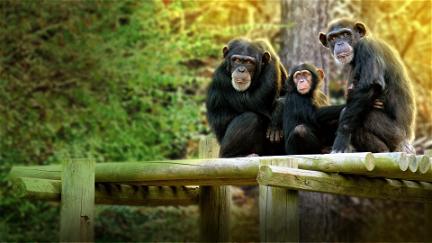 Santuario de chimpancés poster