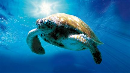 Tortuga - Die unglaubliche Reise der Meeresschildkröte poster