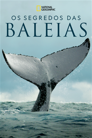 Os Segredos das Baleias poster
