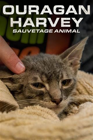 Surviving Harvey: Animals After The Storm poster