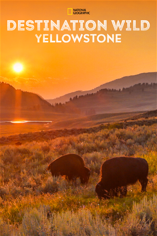 Destination Wild: Yellowstone poster