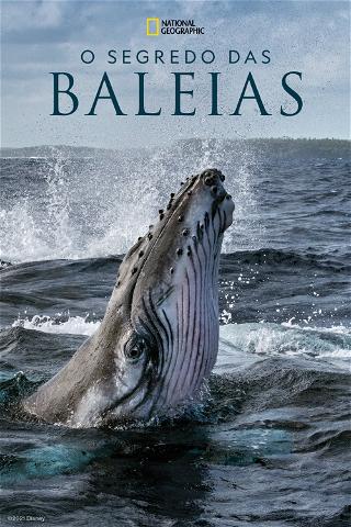 O Segredo das Baleias poster