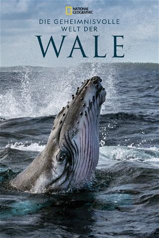 Die geheimnisvolle Welt der Wale poster