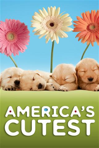 America's Cutest poster