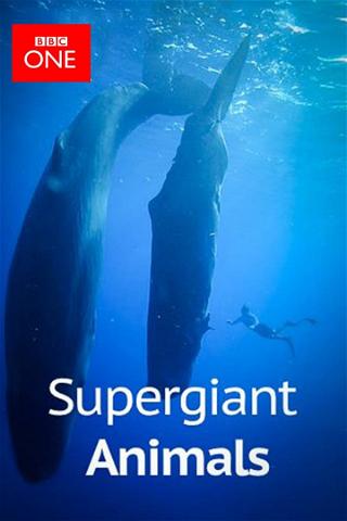 Supergiant Animals poster