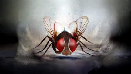 Makkhi - Die Rache der Fliege poster