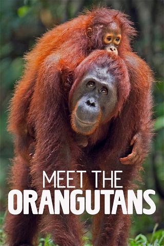 Meet The Orangutans poster