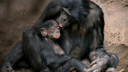 Les grands singes: Ces primates si proches de l'homme poster