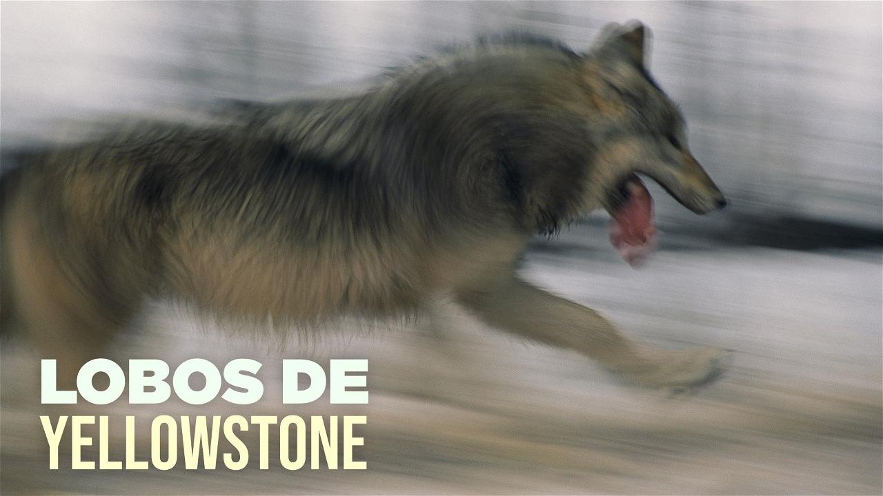 Ver Lobos de Yellowstone online (serie completa) | PlayPilot