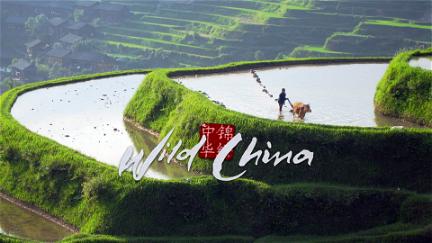 Wild China poster