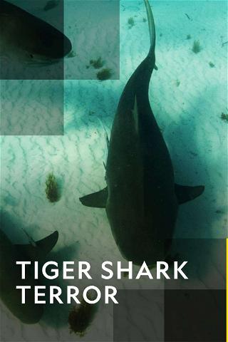 Tiger Shark Terror poster