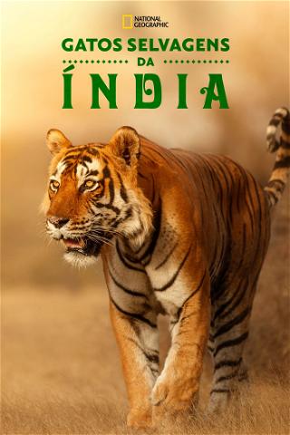 Gatos Selvagens da Índia poster