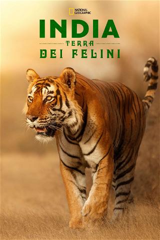 India Terra Dei Felini poster