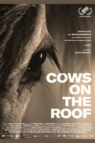 Vaches sur le toit poster