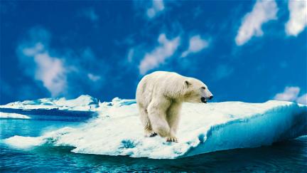 Polar Bears poster