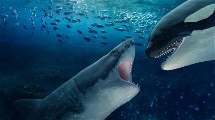 Orca Vs. Great White poster