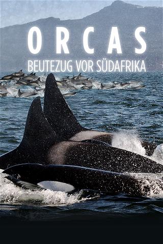 Orcas: Beutezug vor Südafrika poster