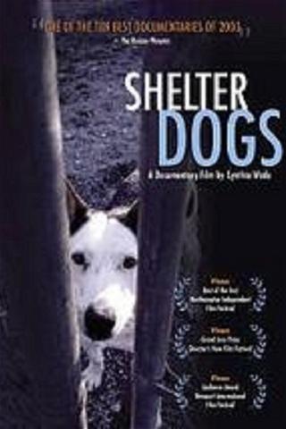 Shelter Dogs poster