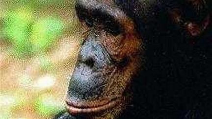 People of the Forest: The Chimps of Gombe poster