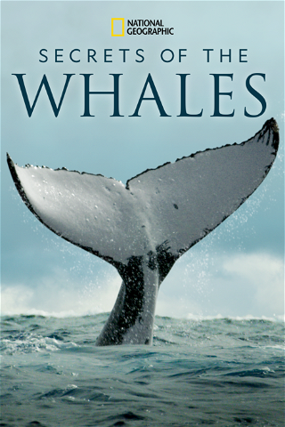 Secrets of the Whales poster