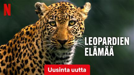 La vita dei leopardi poster